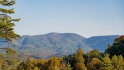 Birds Nest - Image 2