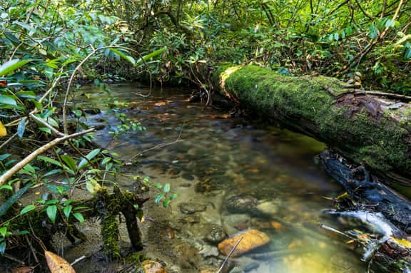 Whispering Pines - Image 3